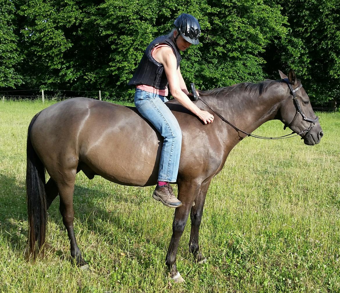 Akhal-Tekiner Meshhur - Op på ryggen billede 12