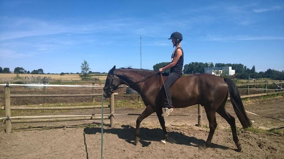 Akhal-Tekiner Meshhur - tilridning hos Margrethe Morgensen billede 14