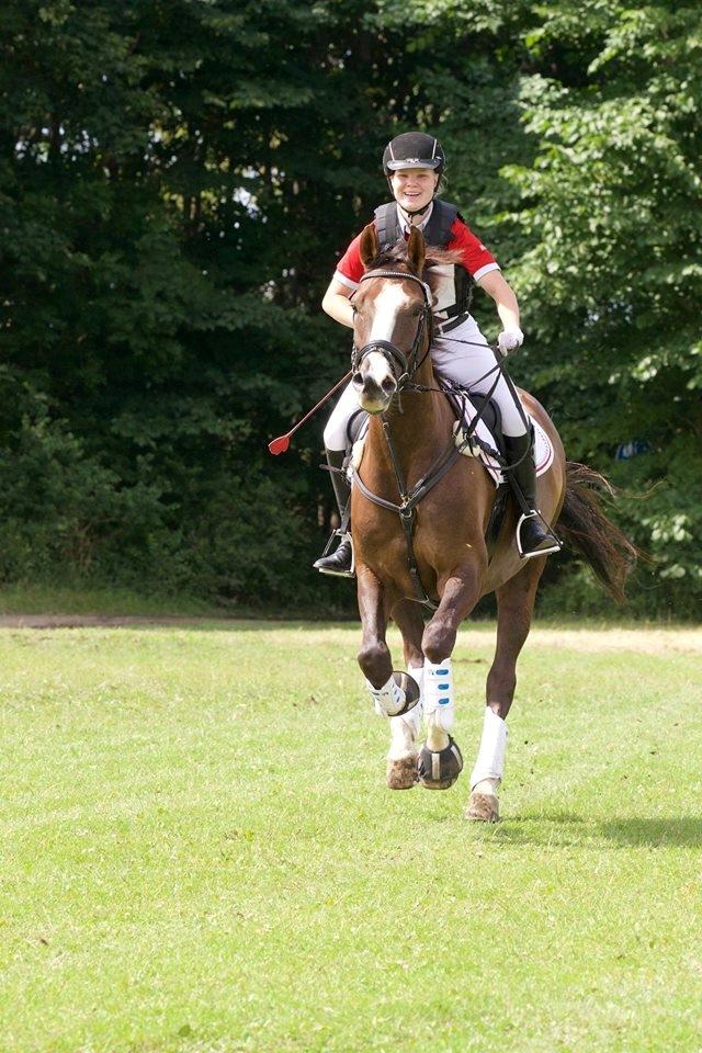 Anden særlig race Klintegårdens Kasus billede 3