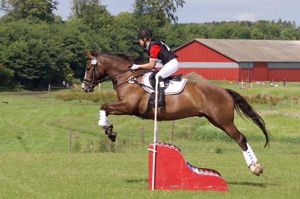 Anden særlig race Klintegårdens Kasus billede 1
