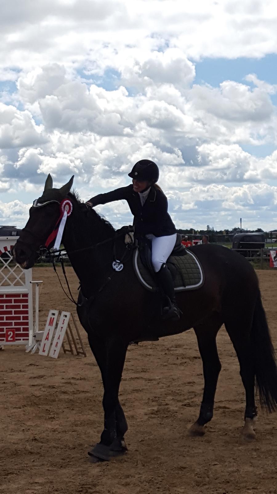 Tysk Oldenburger Tsandro song billede 3