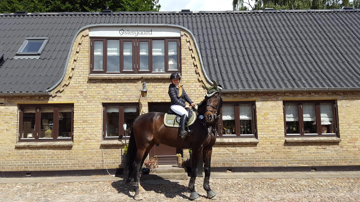 Tysk Oldenburger Tsandro song billede 2