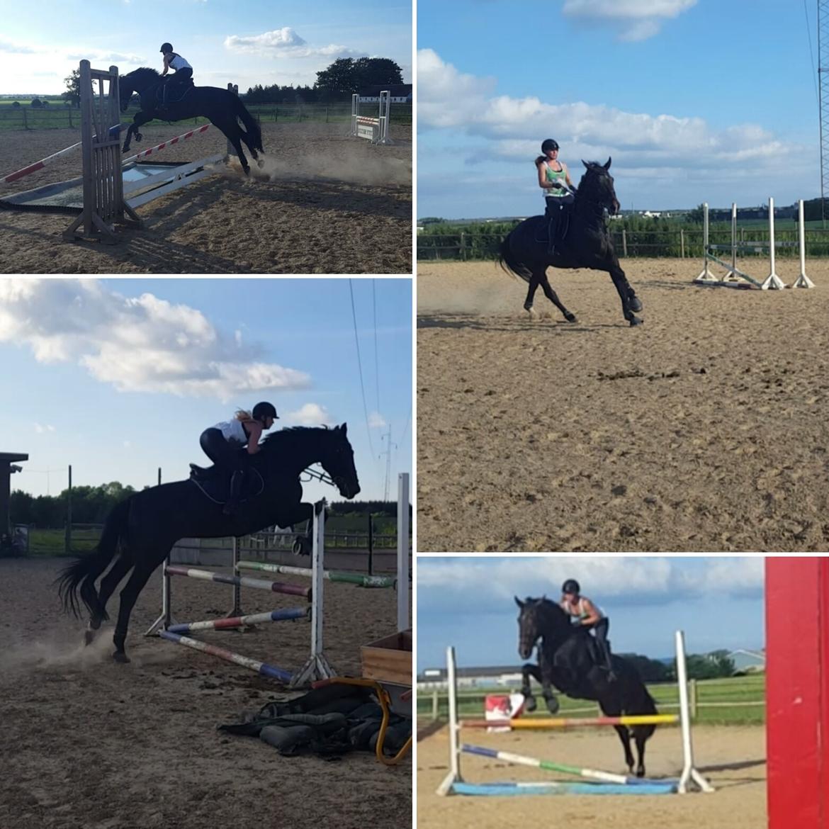 Tysk Oldenburger Tsandro song billede 4