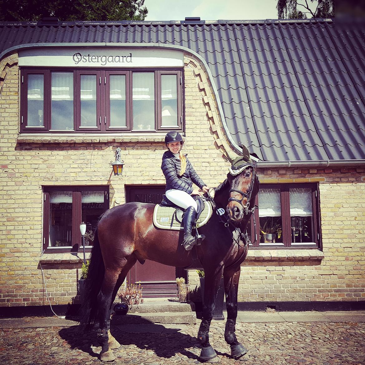 Tysk Oldenburger Tsandro song billede 1