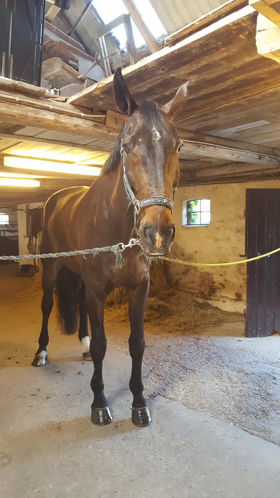 Tysk Oldenburger Tsandro song billede 5