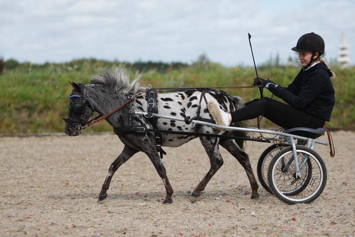 Knabstrupper Kragheredens Jaming Blue Boy billede 1