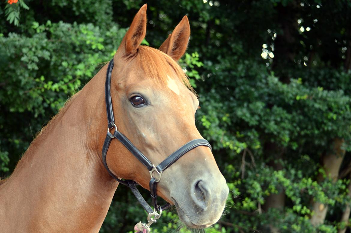 Anden særlig race Manja  billede 9