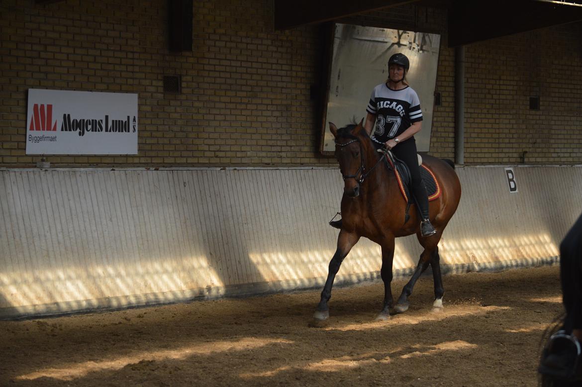 Dansk Varmblod Nicolai-høj billede 25