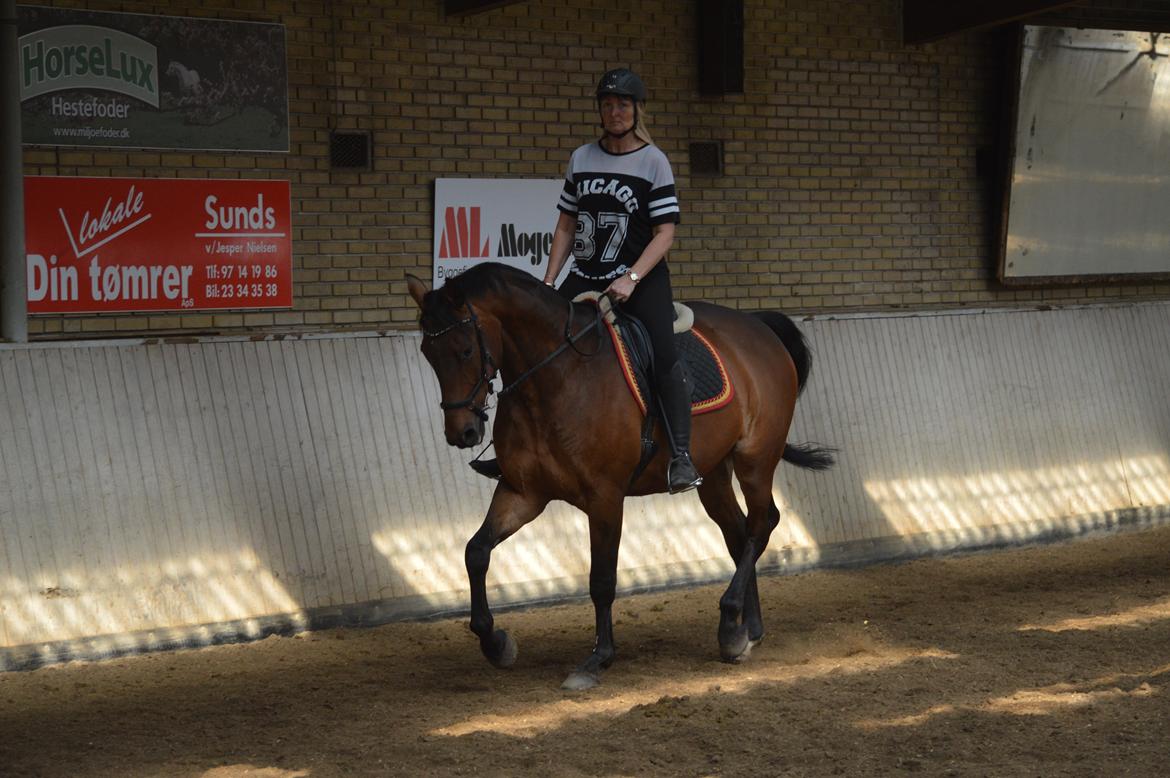 Dansk Varmblod Nicolai-høj billede 21