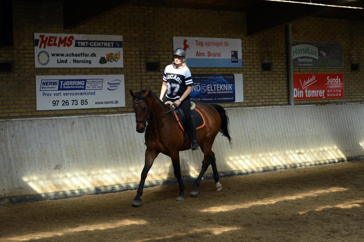 Dansk Varmblod Nicolai-høj billede 23