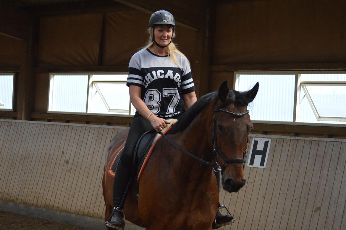 Dansk Varmblod Nicolai-høj billede 16