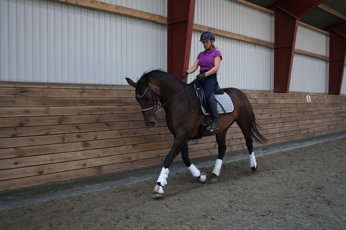 Dansk Varmblod Challenger *Tidligere hest* billede 2