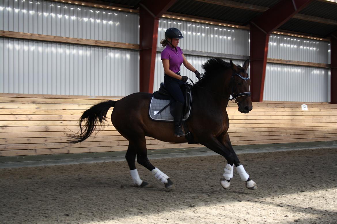 Dansk Varmblod Challenger *Tidligere hest* billede 3