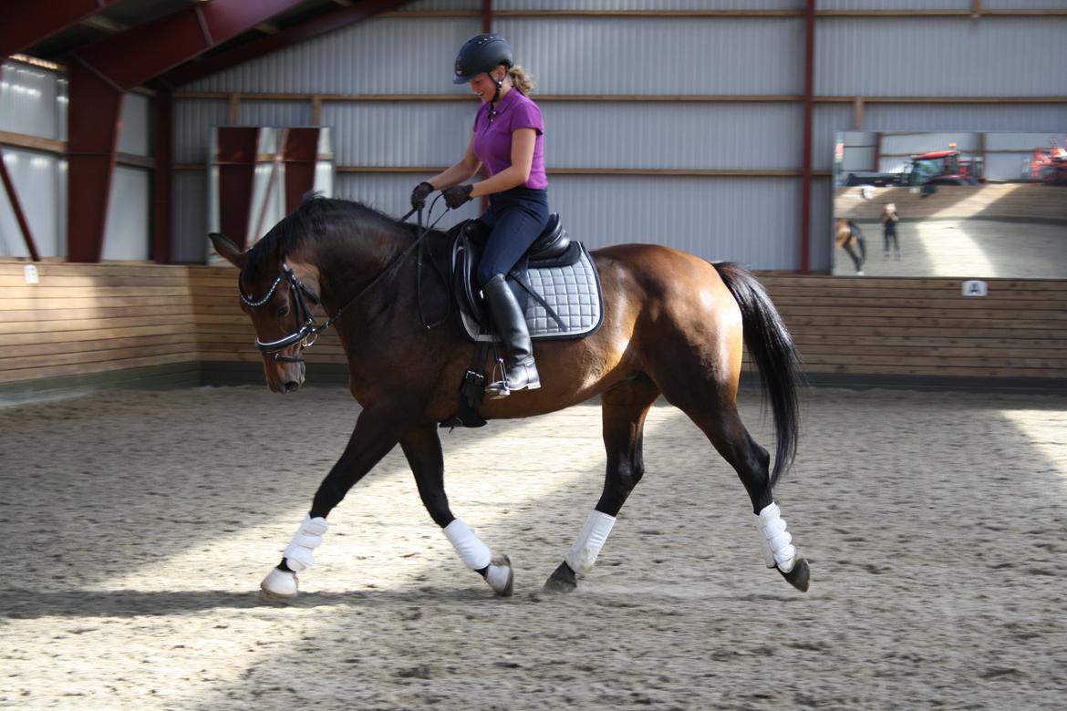 Dansk Varmblod Challenger *Tidligere hest* billede 4