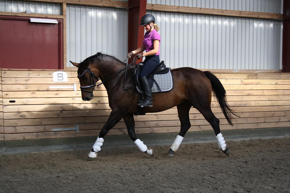 Dansk Varmblod Challenger *Tidligere hest* billede 5