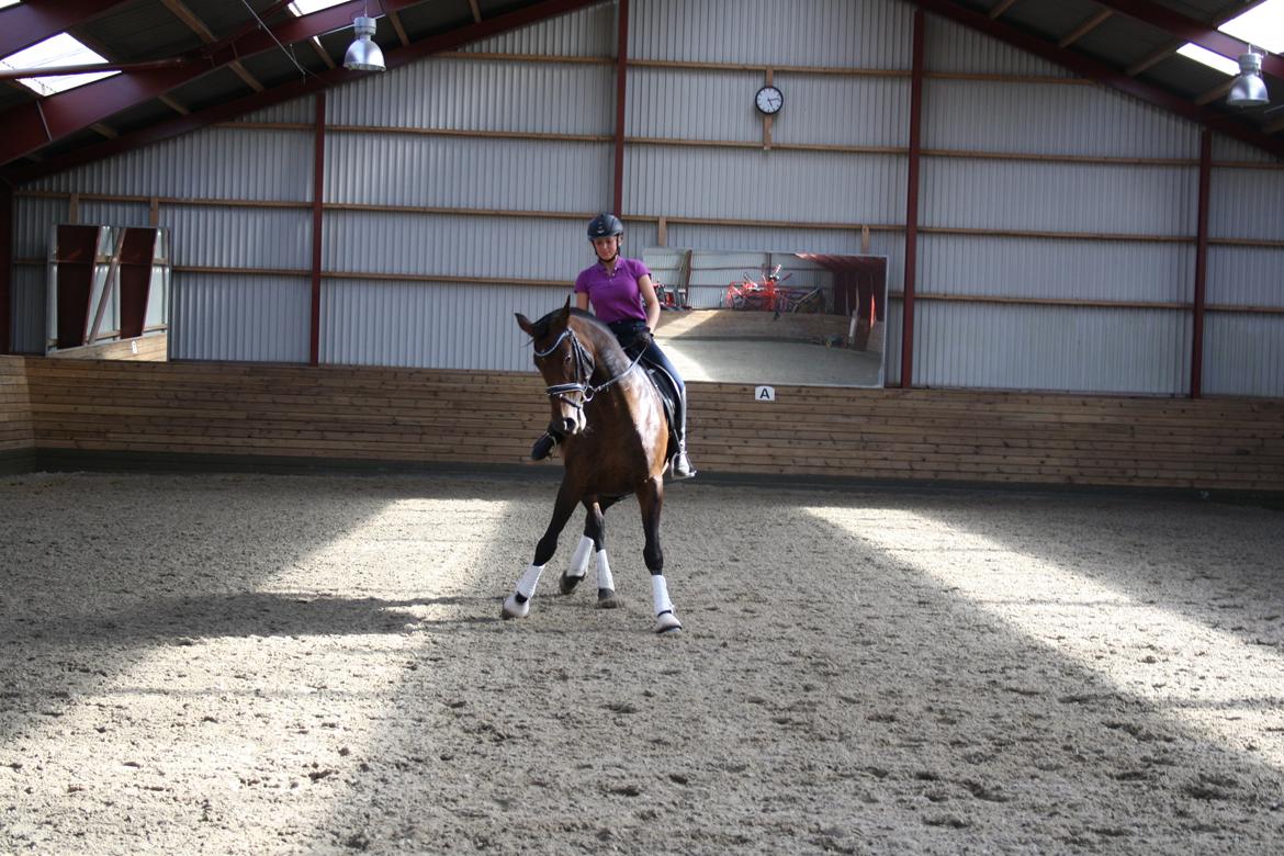 Dansk Varmblod Challenger *Tidligere hest* billede 6