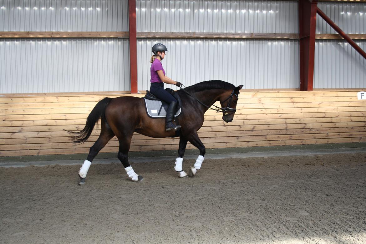 Dansk Varmblod Challenger *Tidligere hest* billede 7