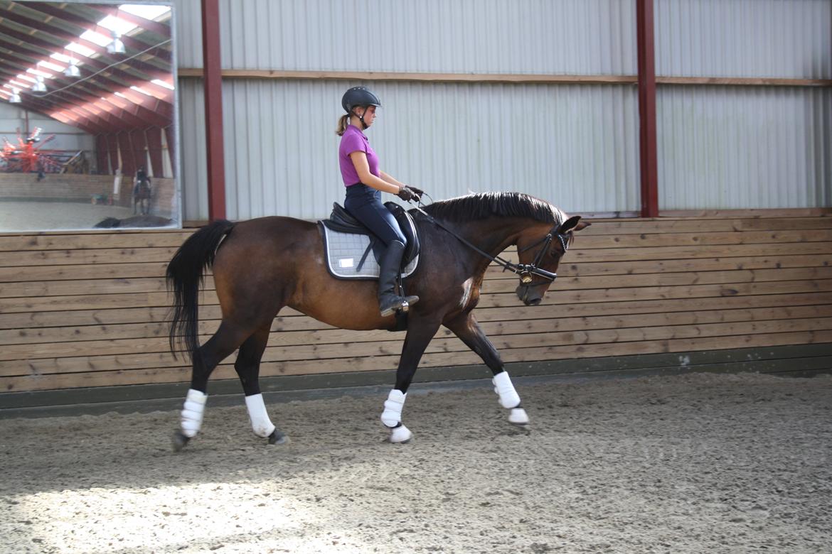 Dansk Varmblod Challenger *Tidligere hest* billede 8