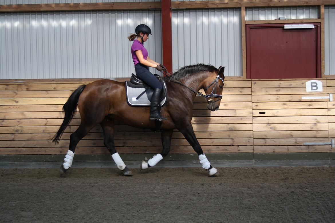 Dansk Varmblod Challenger *Tidligere hest* billede 1