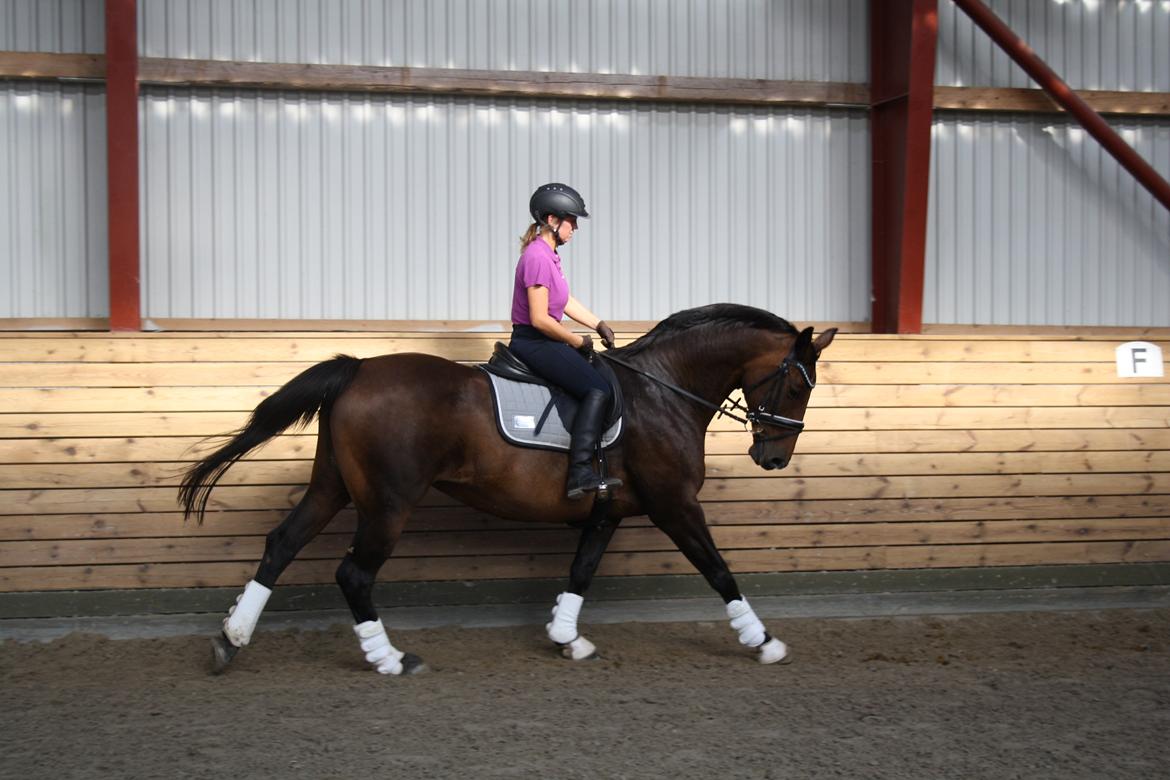 Dansk Varmblod Challenger *Tidligere hest* billede 9