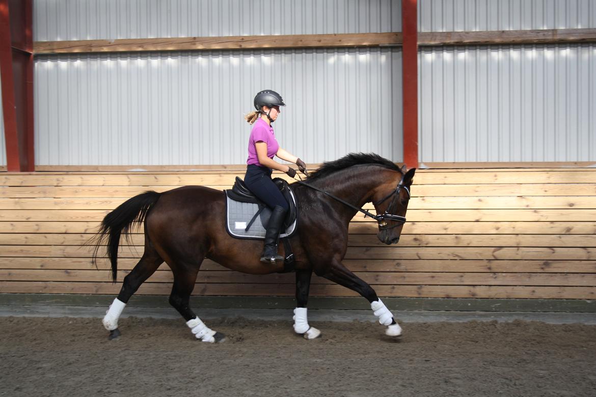 Dansk Varmblod Challenger *Tidligere hest* billede 10