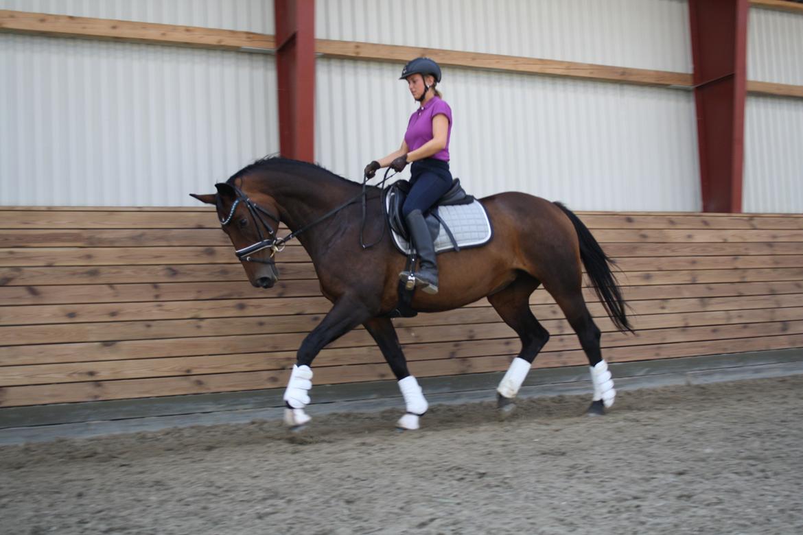 Dansk Varmblod Challenger *Tidligere hest* billede 11