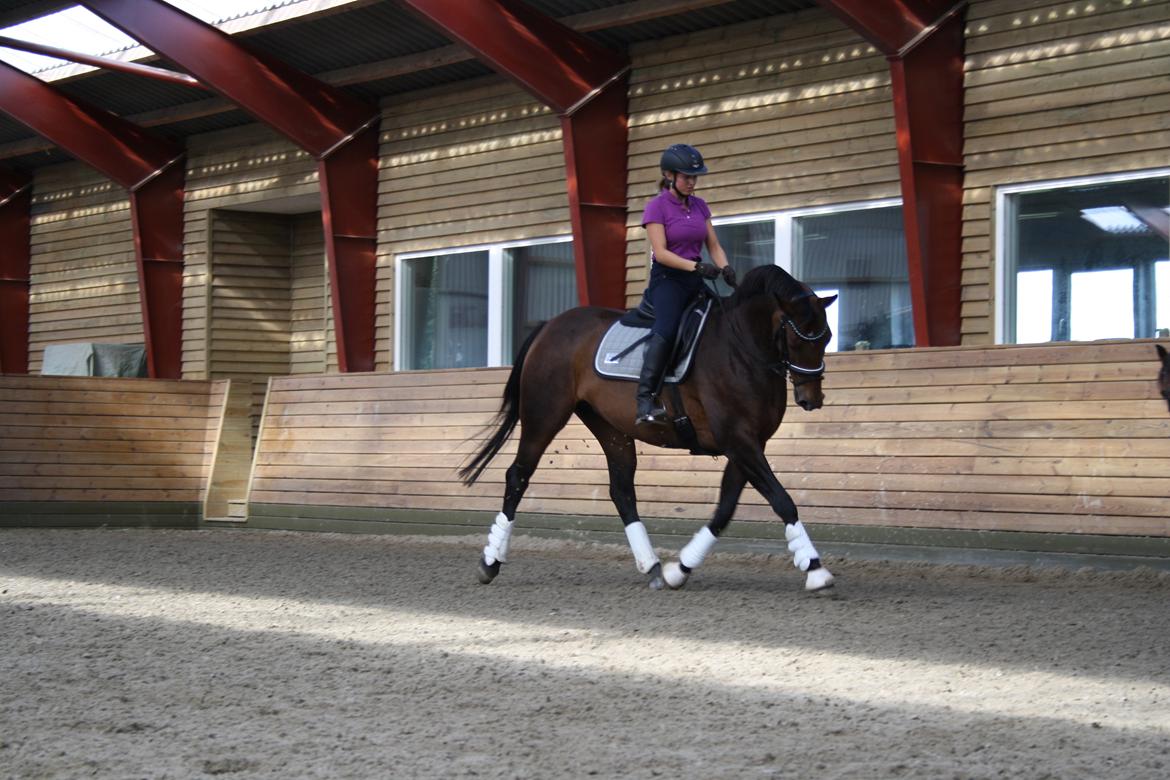 Dansk Varmblod Challenger *Tidligere hest* billede 12