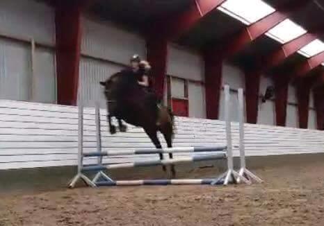 Dansk Varmblod Challenger *Tidligere hest* billede 13