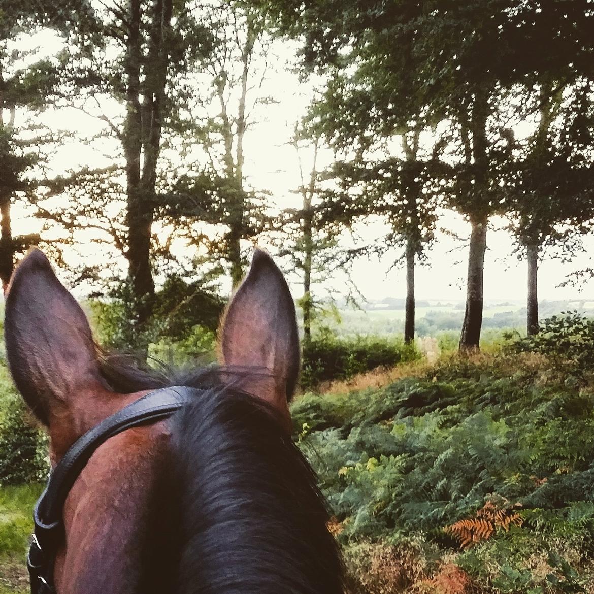 Dansk Varmblod Challenger *Tidligere hest* billede 15