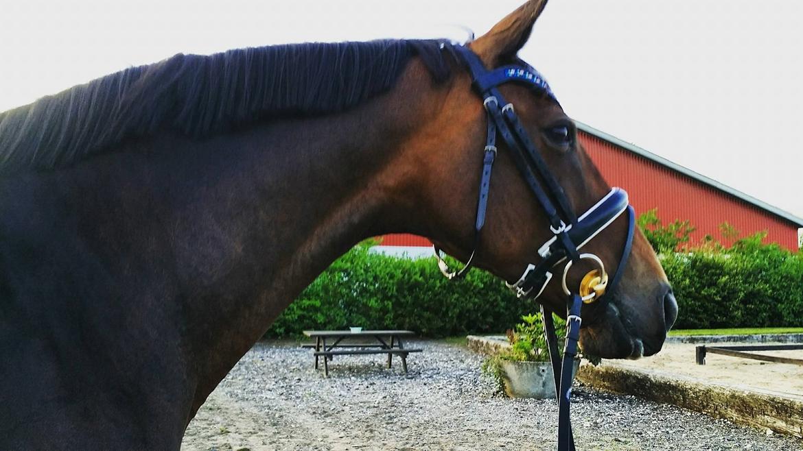 Dansk Varmblod Challenger *Tidligere hest* billede 16