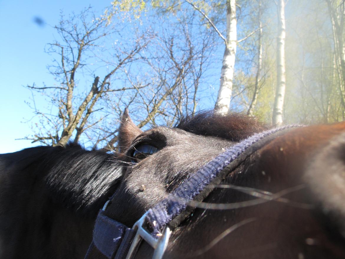 DSP Festina's Chevi *bestie* - <3<3<33 billede 18