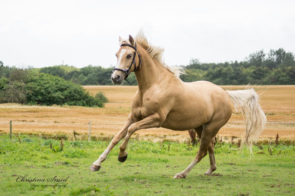Palomino Kvolsbæk's Exclusive Enya - Fotograf Christina Smed billede 19
