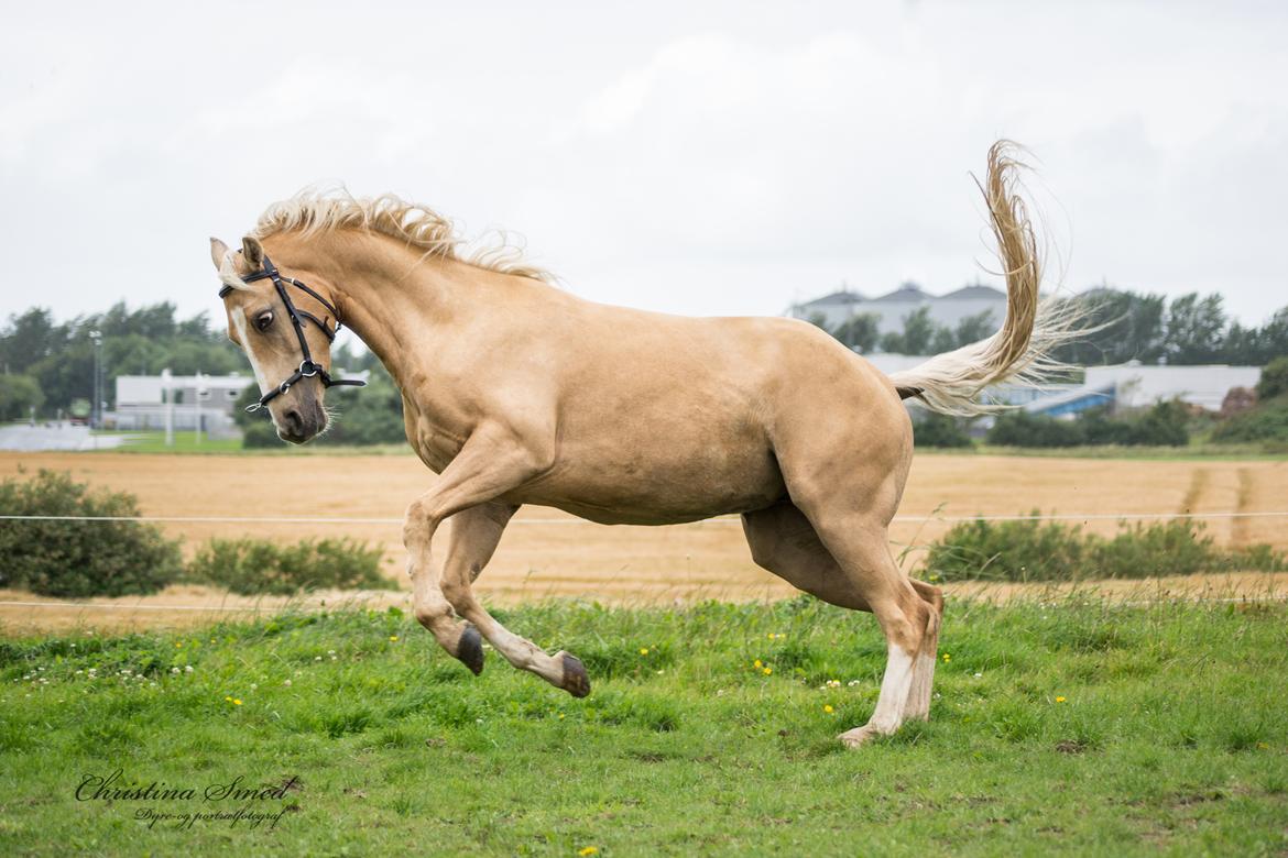 Palomino Kvolsbæk's Exclusive Enya - Fotograf Christina Smed billede 13