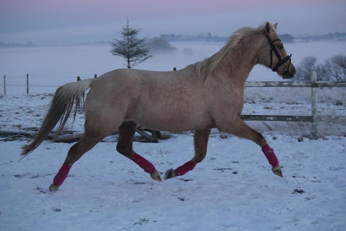 Palomino Kvolsbæk's Exclusive Enya billede 11