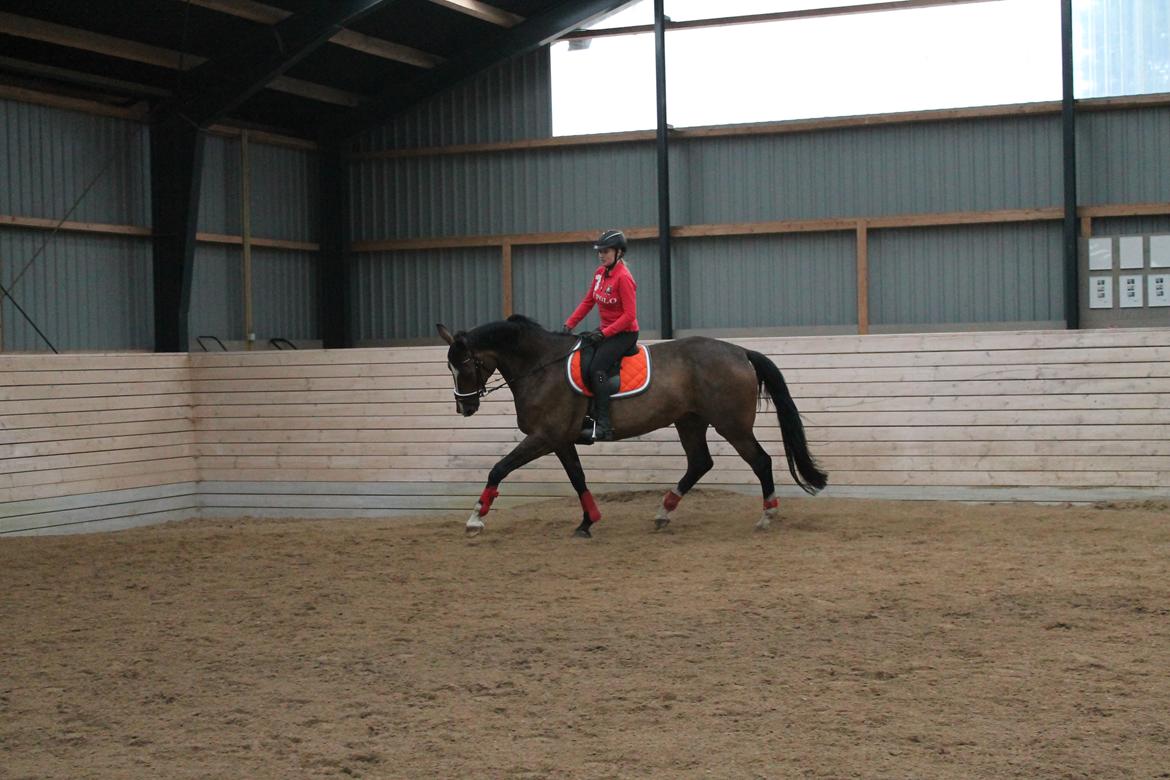 Dansk Varmblod Kiara ''Soulmate'' billede 8