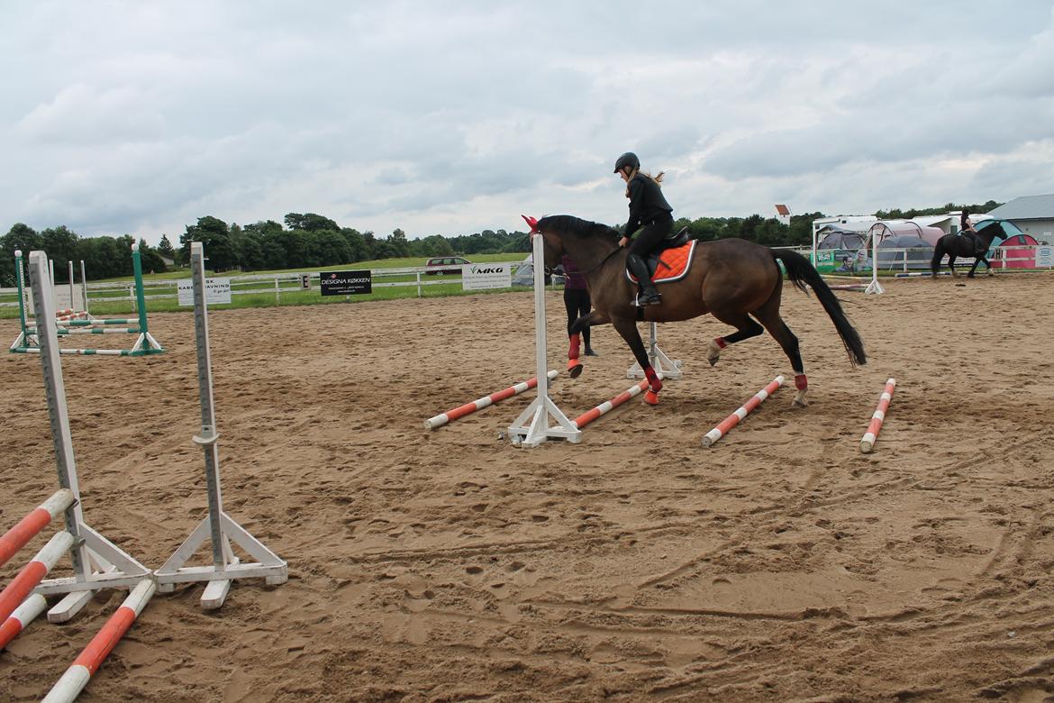 Dansk Varmblod Kiara ''Soulmate'' billede 7