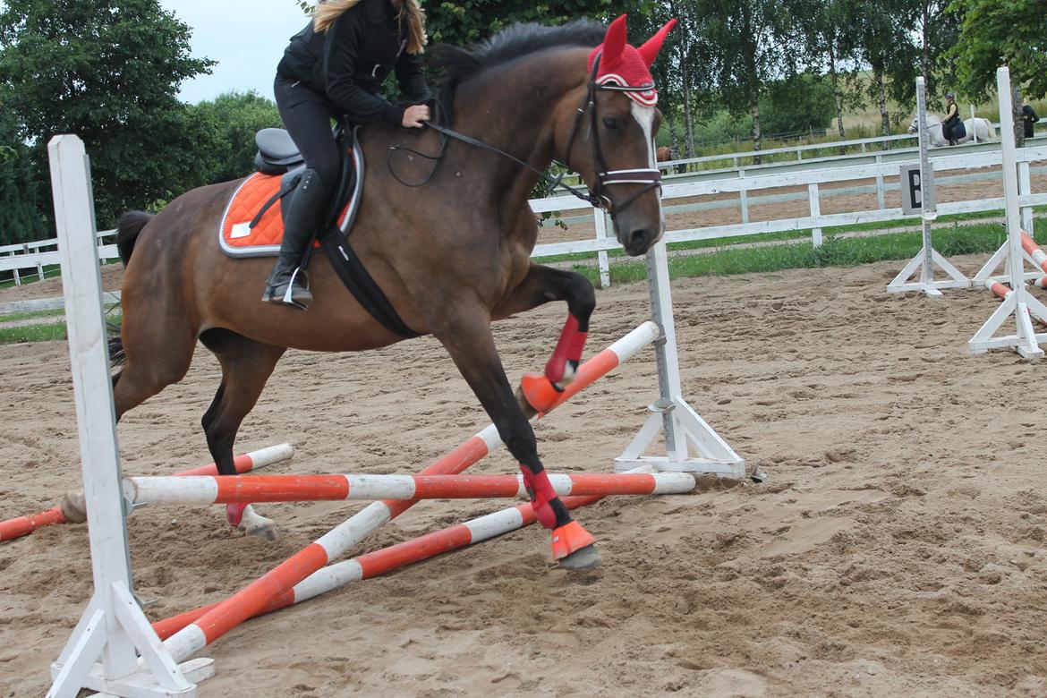 Dansk Varmblod Kiara ''Soulmate'' - Spring teknik... Nope ;) Første gang hun springer billede 10