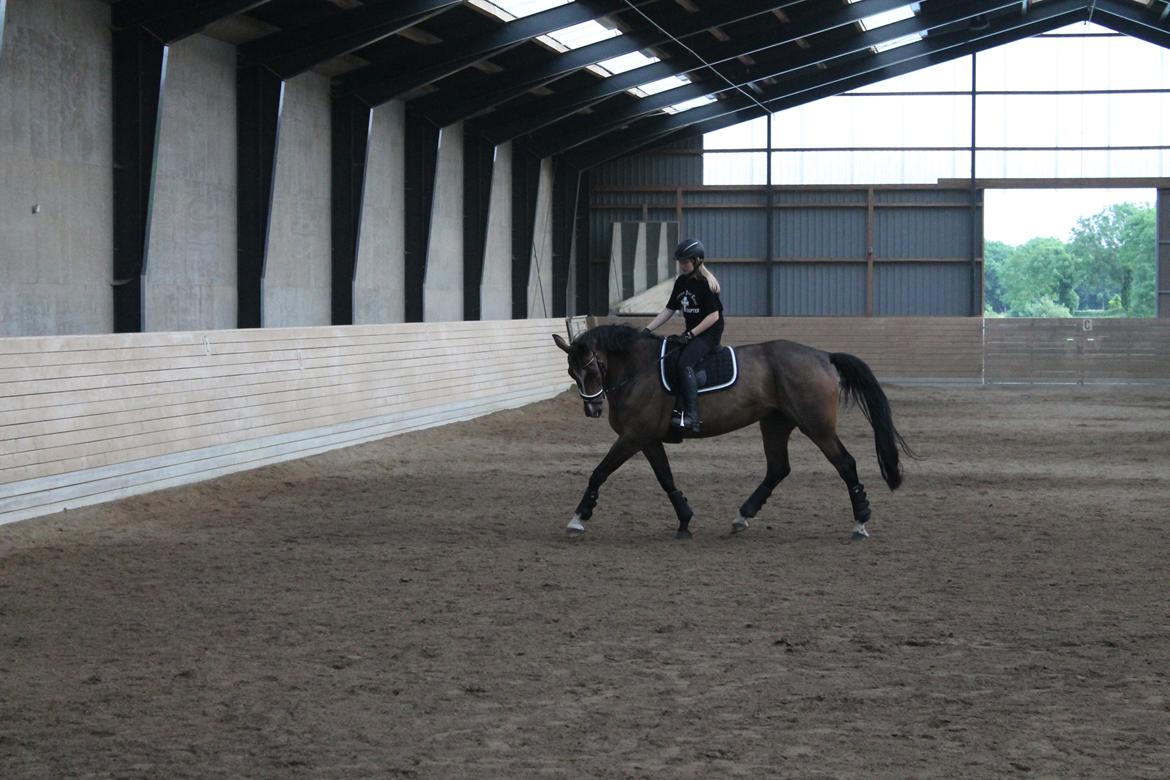 Dansk Varmblod Kiara ''Soulmate'' billede 6