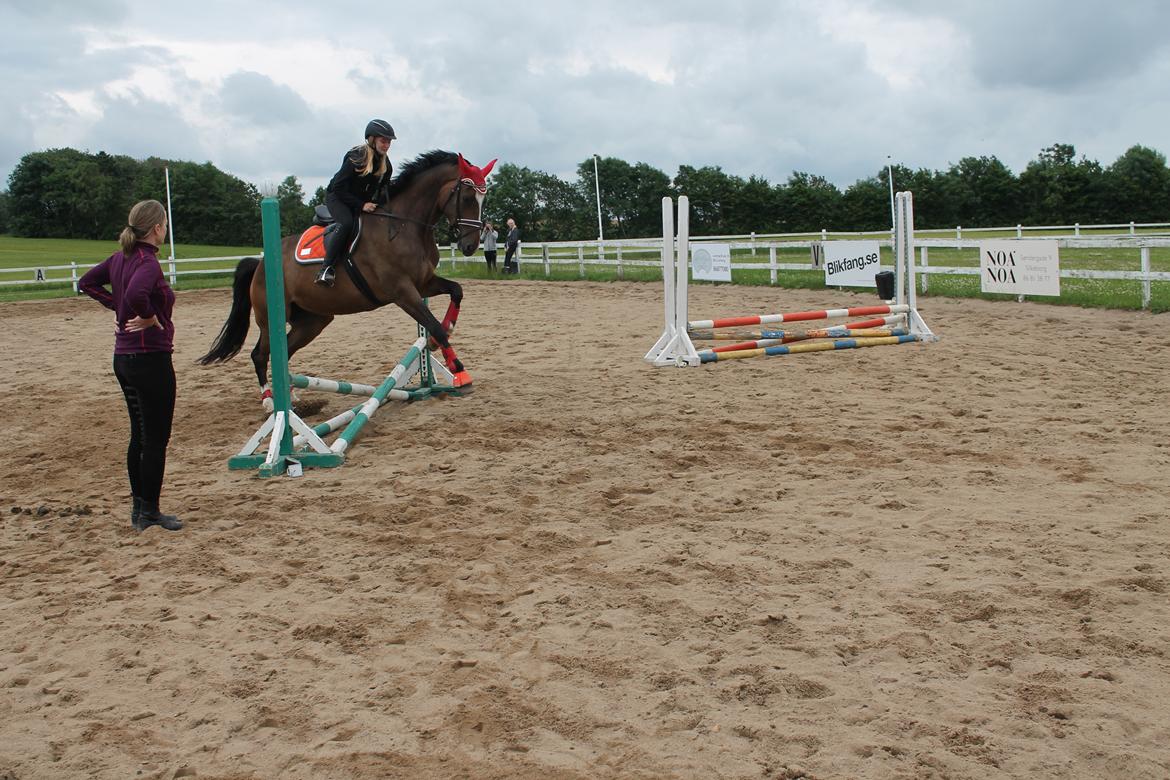 Dansk Varmblod Kiara ''Soulmate'' billede 11