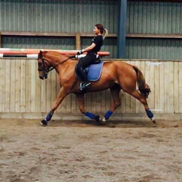 Dansk Varmblod Weltstern billede 9