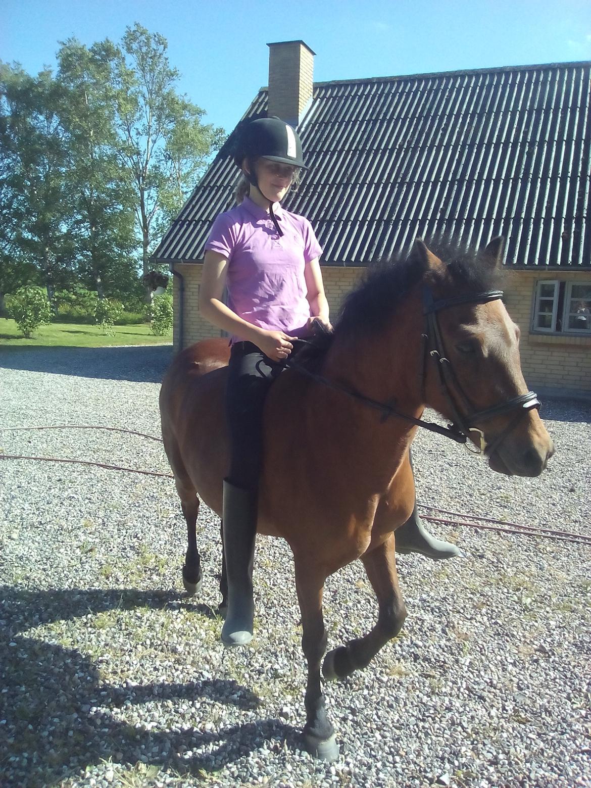 Dartmoor Anc-neu fea billede 2