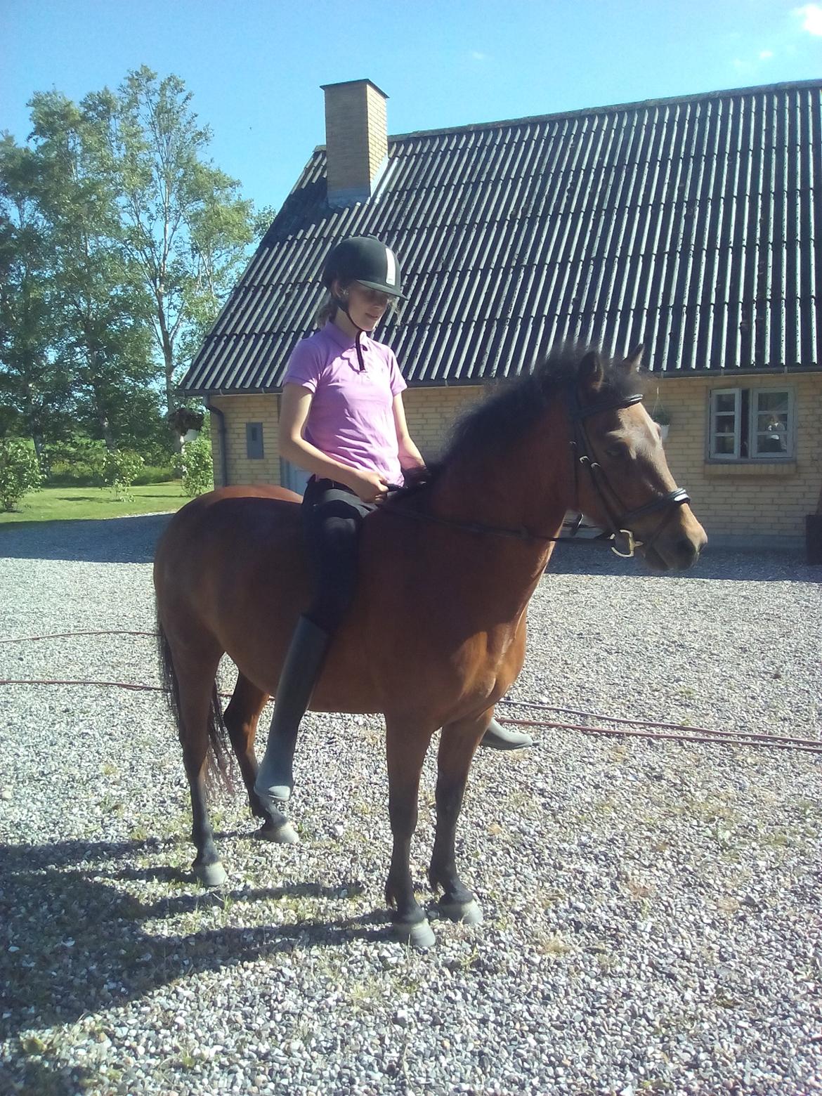 Dartmoor Anc-neu fea billede 3