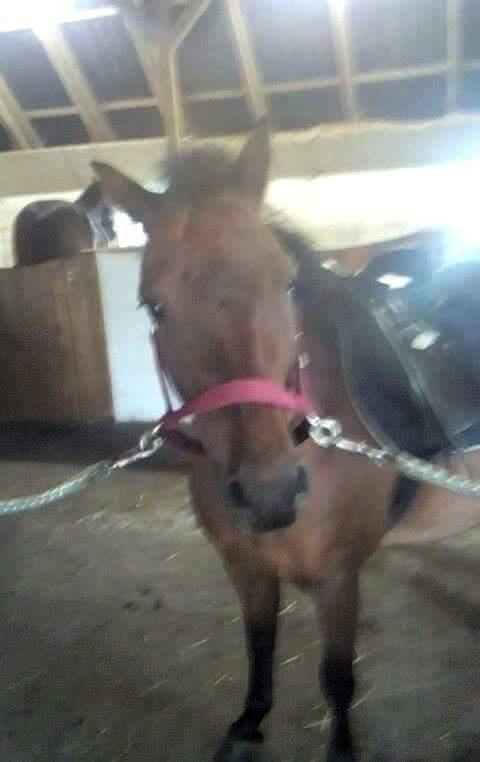 Dartmoor Anc-neu fea billede 4