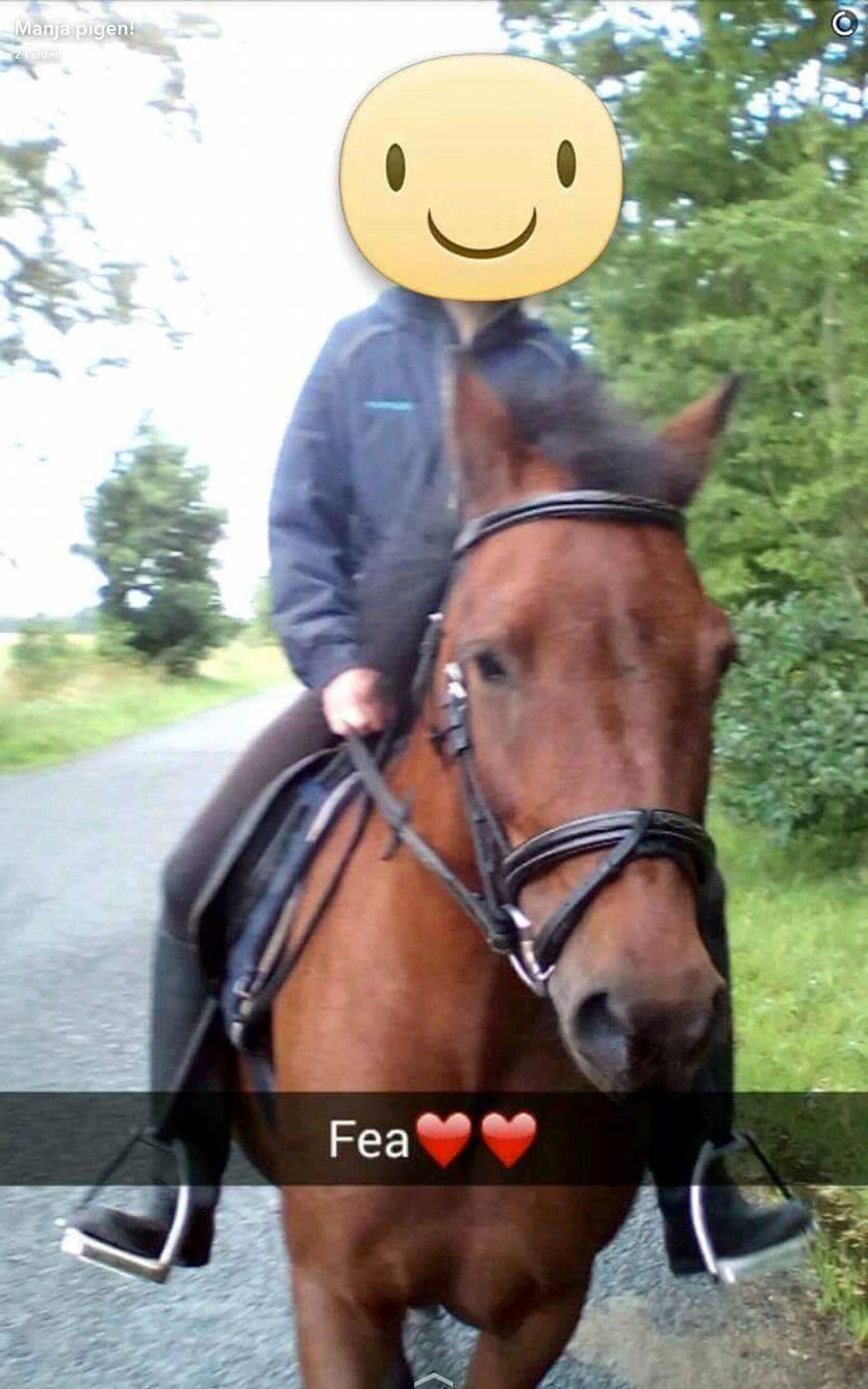 Dartmoor Anc-neu fea billede 5