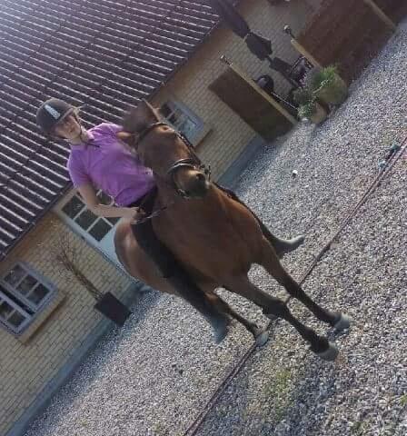 Dartmoor Anc-neu fea billede 7