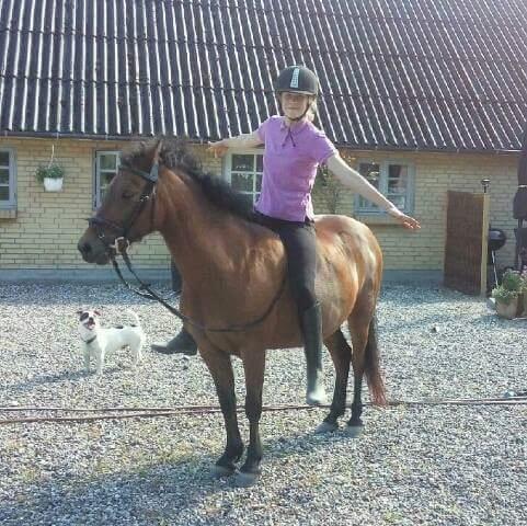 Dartmoor Anc-neu fea billede 8