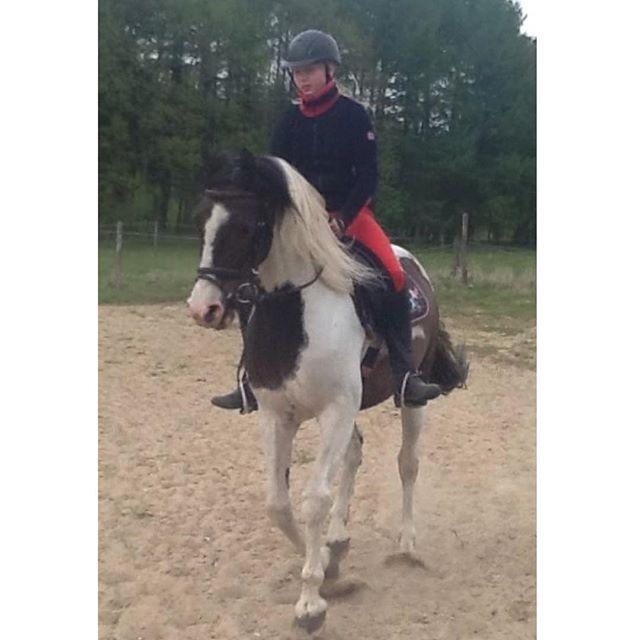 Hollandsk Sportspony Samber (lillesøsters pony) - Fra første gang Lærke prøvede ham billede 1