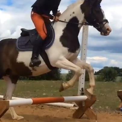 Hollandsk Sportspony Samber (lillesøsters pony) - Lærke springer for første gang på Samber<3 billede 2