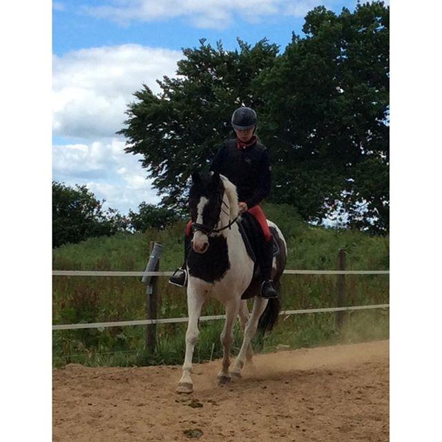Hollandsk Sportspony Samber (lillesøsters pony) - Lærke og Samber: Dressur billede 4