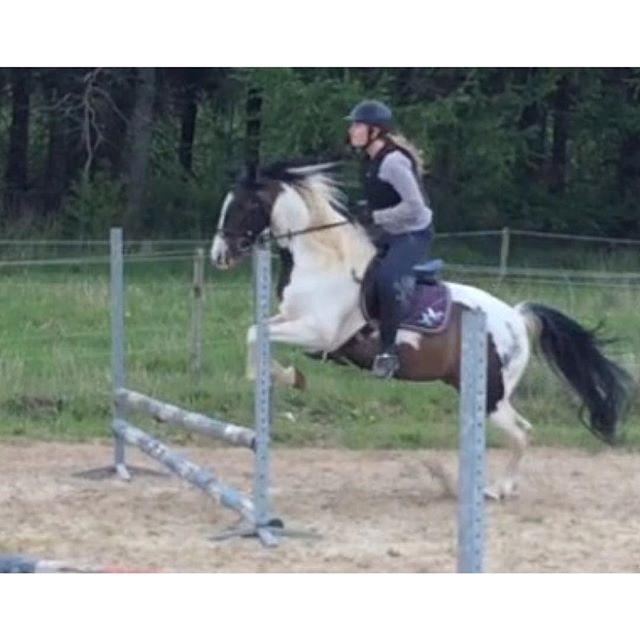 Hollandsk Sportspony Samber (lillesøsters pony) - Første gang jeg sprang på Samber:D Han var SÅ ivrig<3 billede 5
